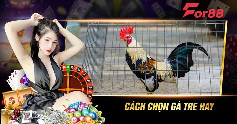 Cách chọn gà tre hay