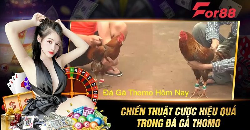 Chiến thuật cược hiệu quả trong đá gà thomo